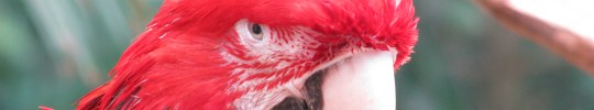 brookfield-macaw